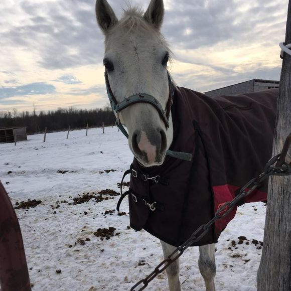 Meet your Posher, Melia - Picture 1 of 1